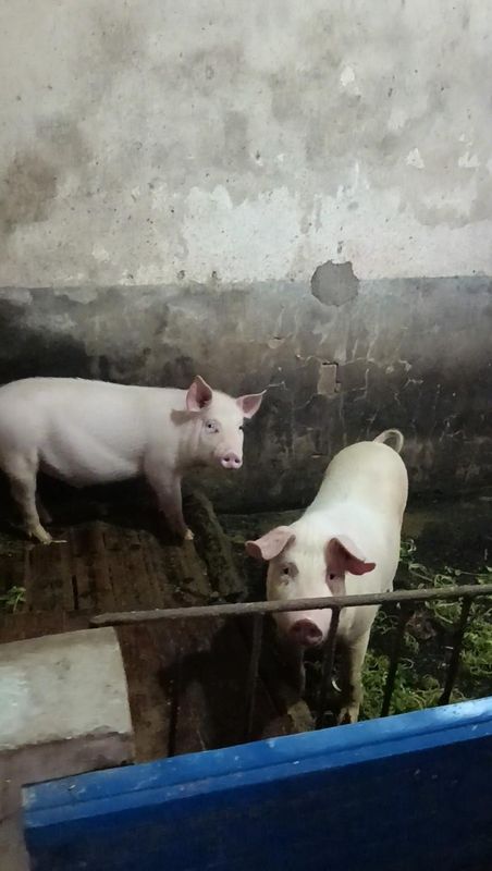  石门水库孤岛上，退休局长住了十多年；山清水秀宜养老，却也有喂食家禽的小烦恼。 文化旅游