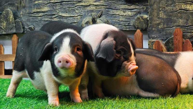  [生猪产业周期数据模型] + [如何构建数字化产能优化路径] IT技术 [生猪产业周期数据模型] + [如何构建数字化产能优化路径] IT技术