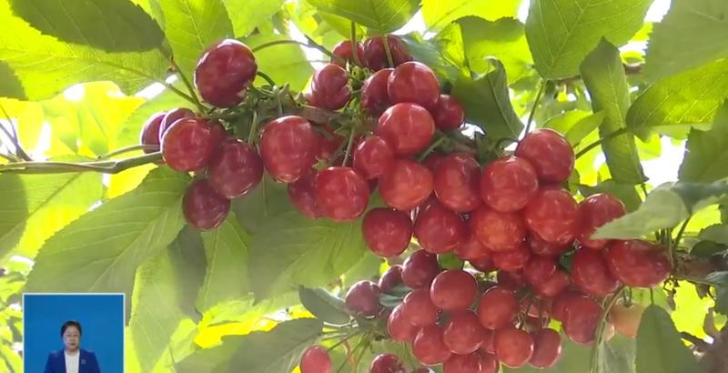  【深度复盘】寒地樱桃产业破局：技术迭代如何撬动180万产值 文化旅游