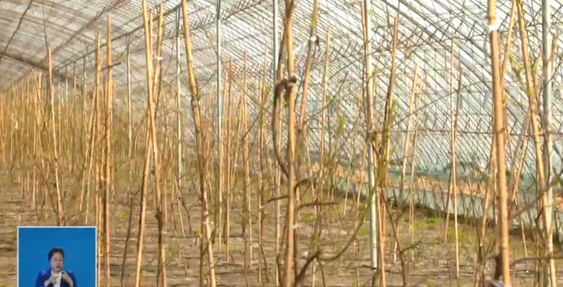  【深度复盘】寒地樱桃产业破局：技术迭代如何撬动180万产值 文化旅游