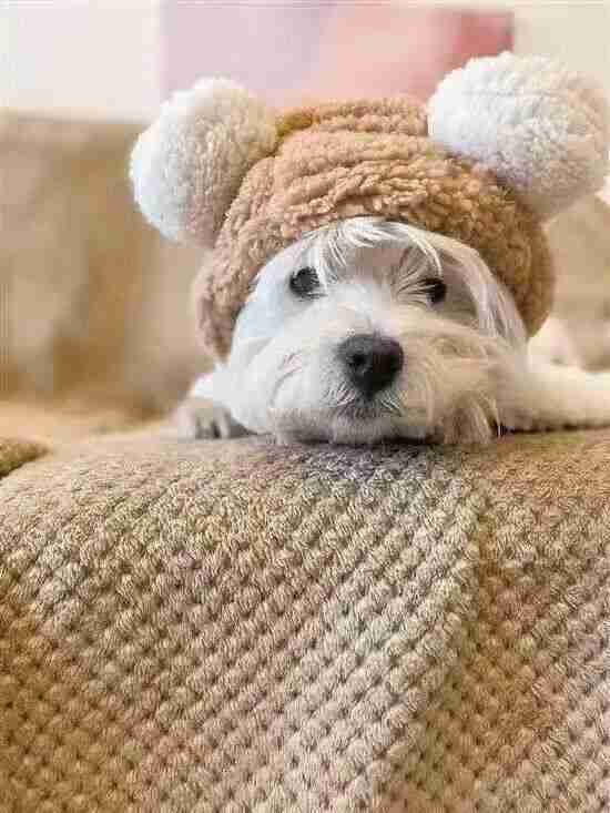  北京首例宠物投毒案定罪逻辑拆解：为何「危害公共安全」优先于财产损失认定 新闻